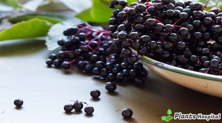 acai-berry-benefits