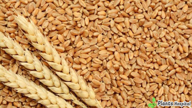 barley-benefits