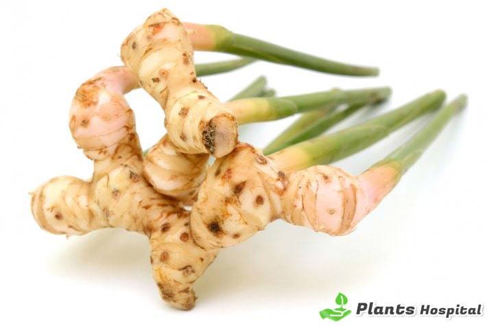 benefits-of-galangal