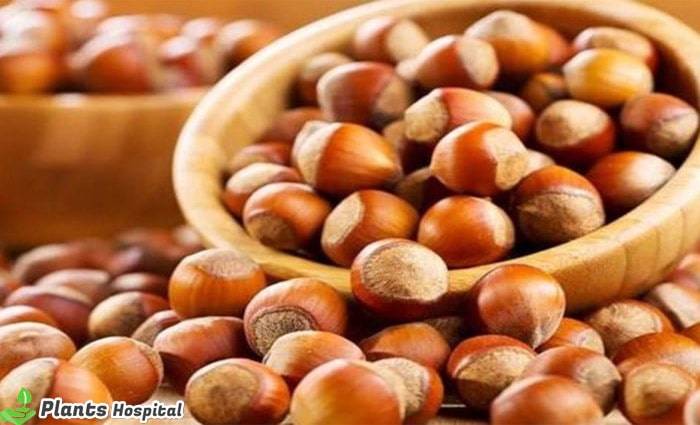 benefits-of-hazelnuts