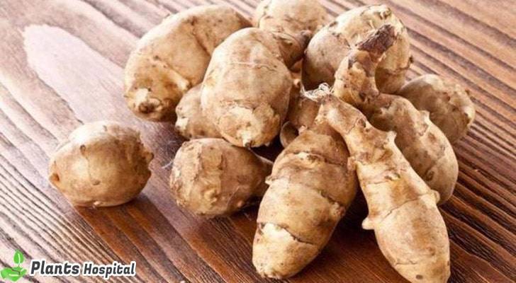 benefits-of-jerusalem-artichoke