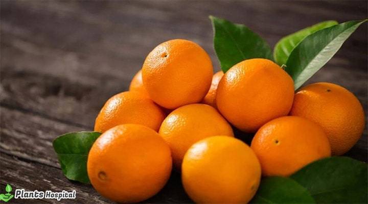 benefits-of-orange