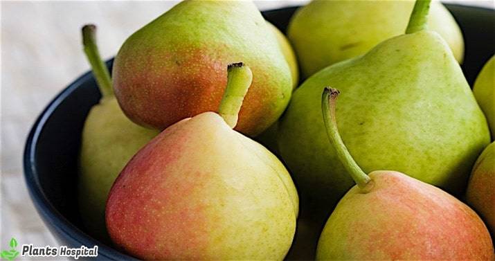 benefits-of-pear