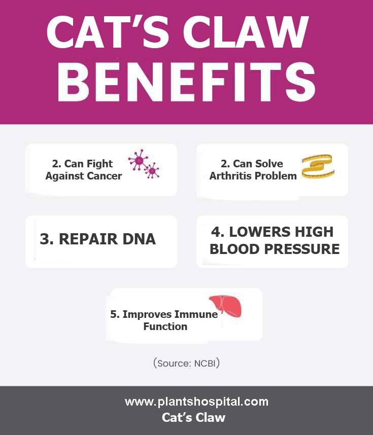 cat's-claw-graphic