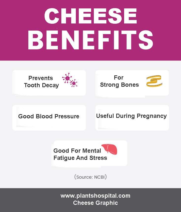 cheese-graphic