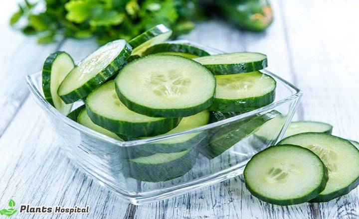 cucumber-benefits