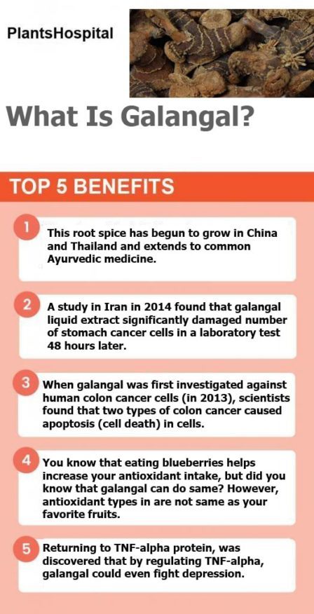 galangal-infographic