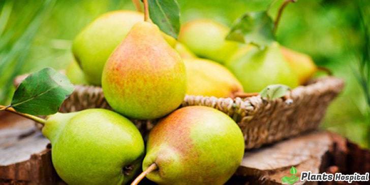 pear-benefits