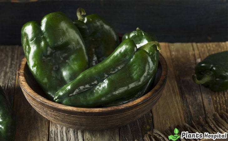 poblano-pepper-benefits