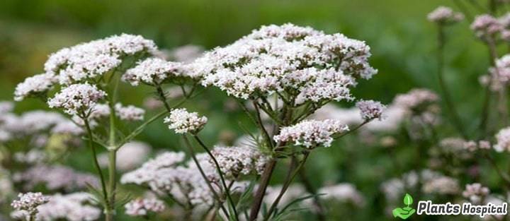 valerian-benefits