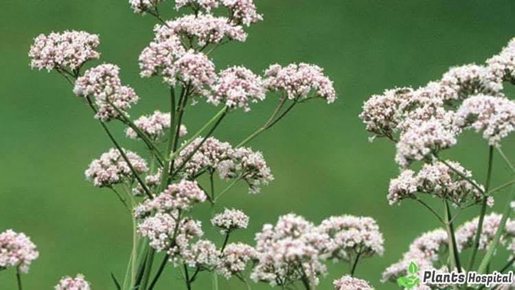 valerian-root-benefits