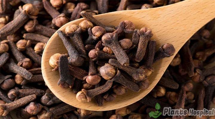 benefits-of-cloves