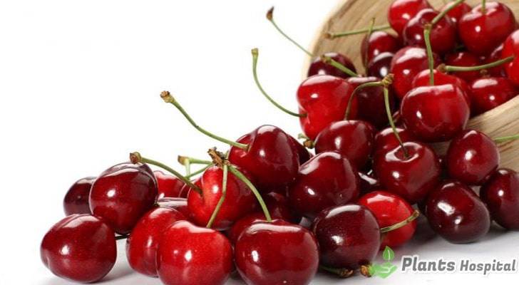 cherry-stems-benefits