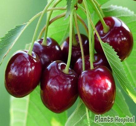 cherry-stems
