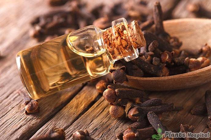 clove-oil-benefits