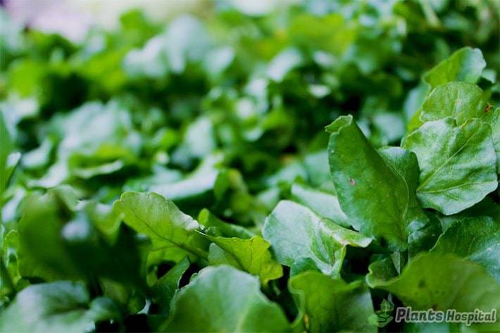 garden cress benefits