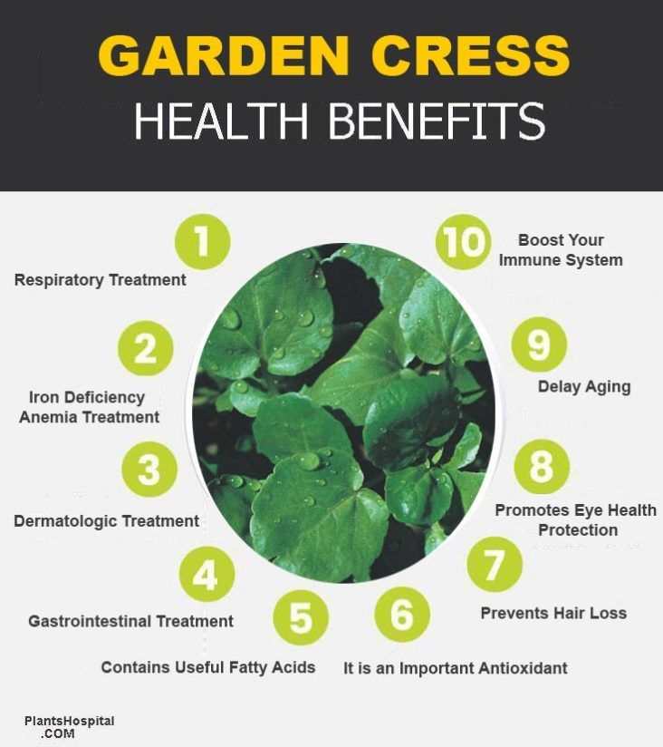 Garden Cress: Health Benefits and Nutritional Value