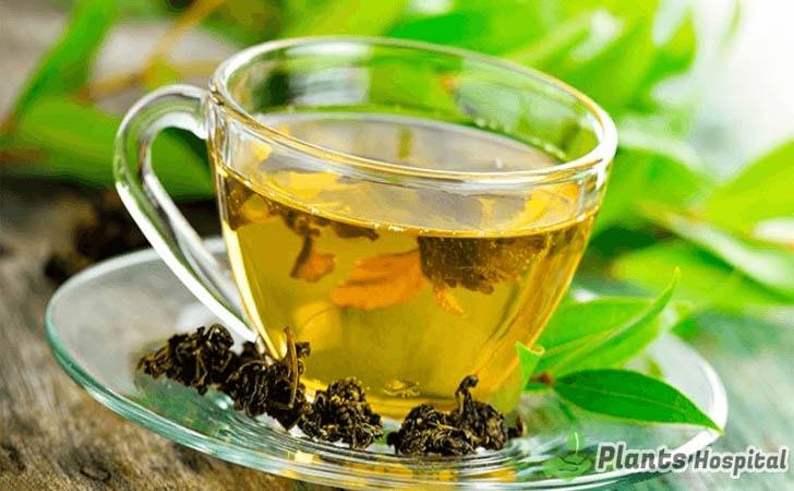 Top 17 Health Benefits Of Marjoram Tea & How to Make Marjoram Tea?