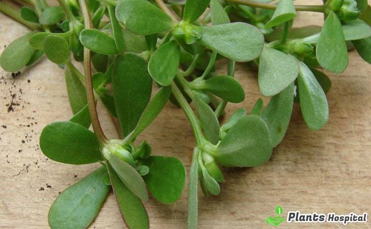 purslane-benefits