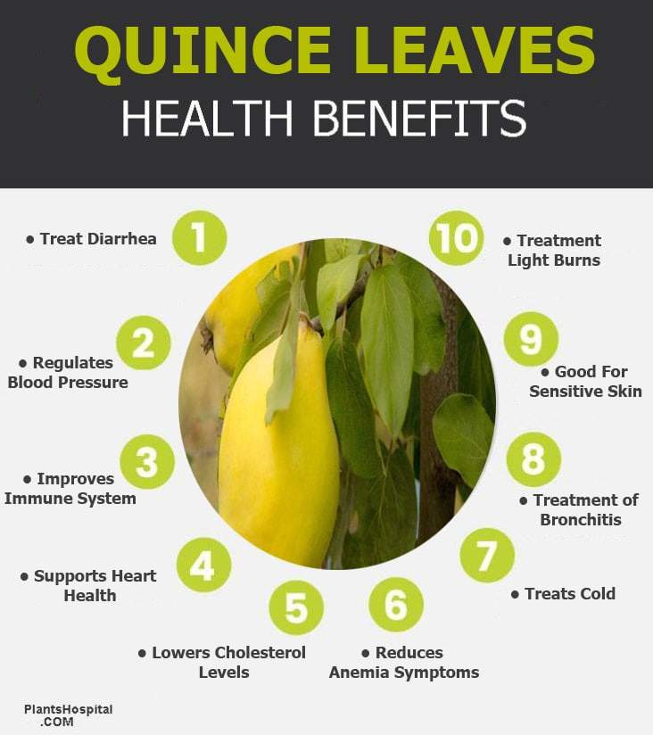 quince-leaf-infographic