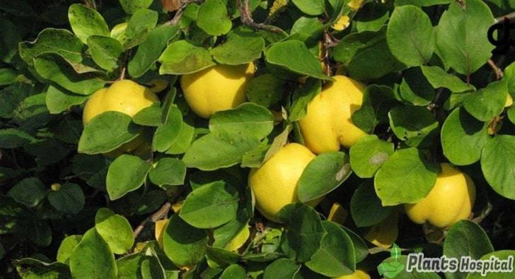 quince-leaves-benefits