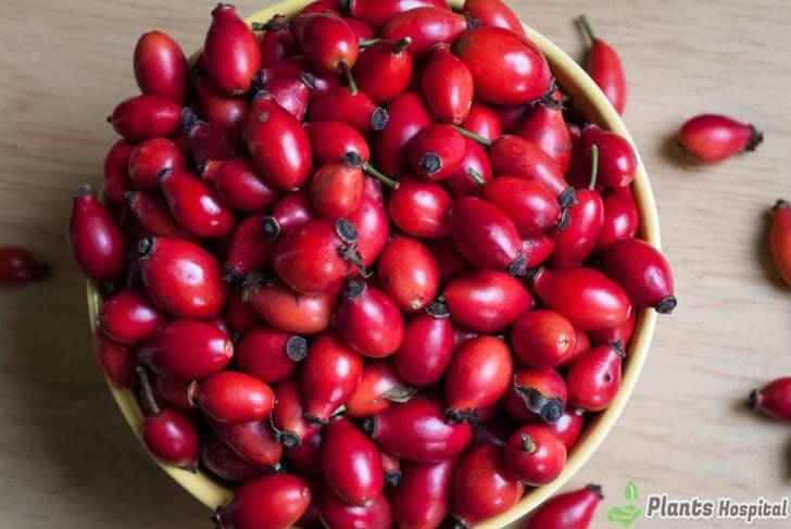 rose-hips-benefits