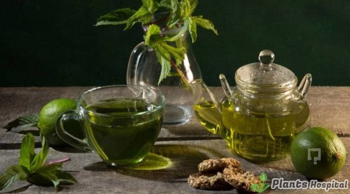 tarragon-tea-benefits