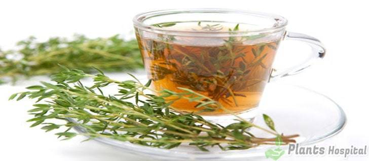 thyme-tea-benefits