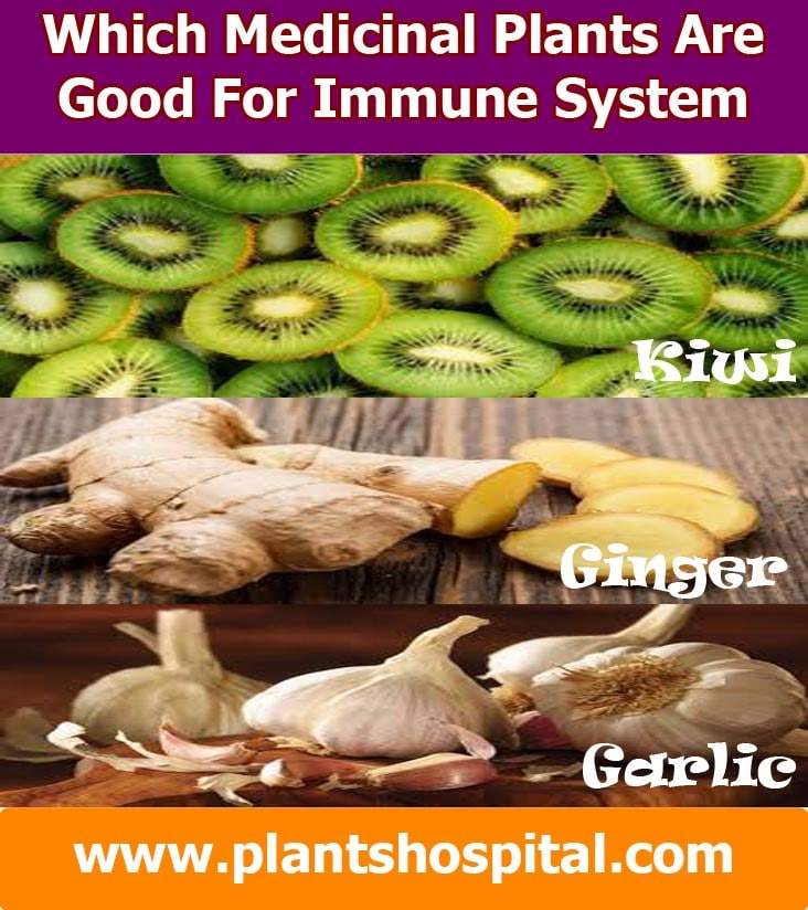 which-medicinal-plants-are-good-for-immune-system-weakness