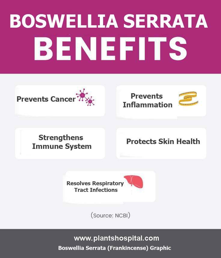 Boswellia-Serrata-(Frankincense)-Graphic