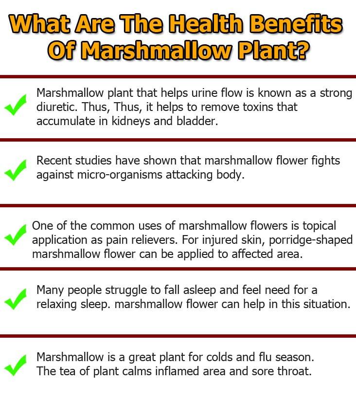 Marshmallow-plant-graphic