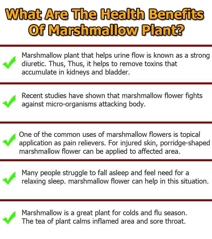 Marshmallow Root Benefits