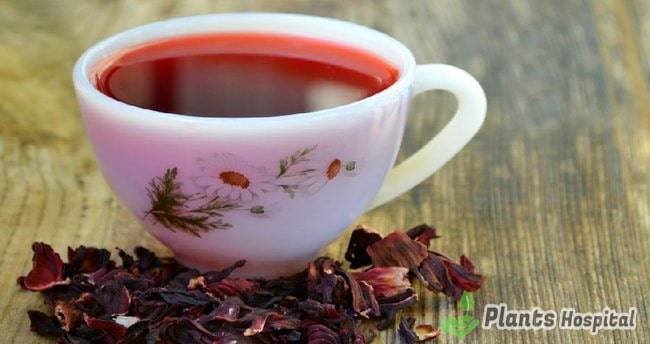 Marshmallow-tea-benefits