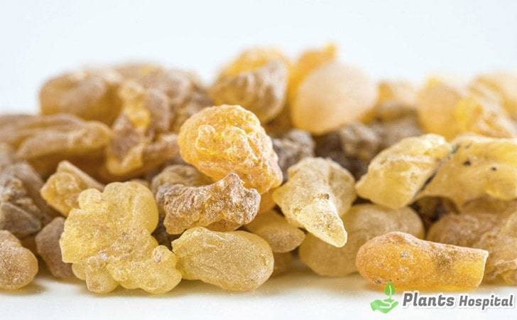 boswellia serrata benefits