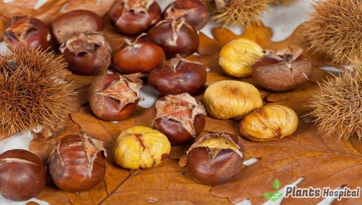 chestnut benefits