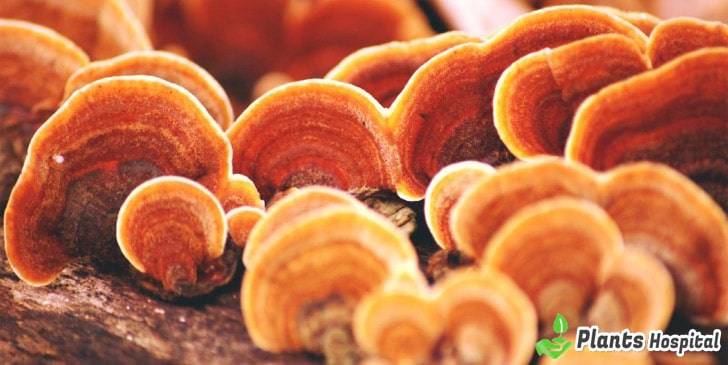 reishi-mushroom-benefits