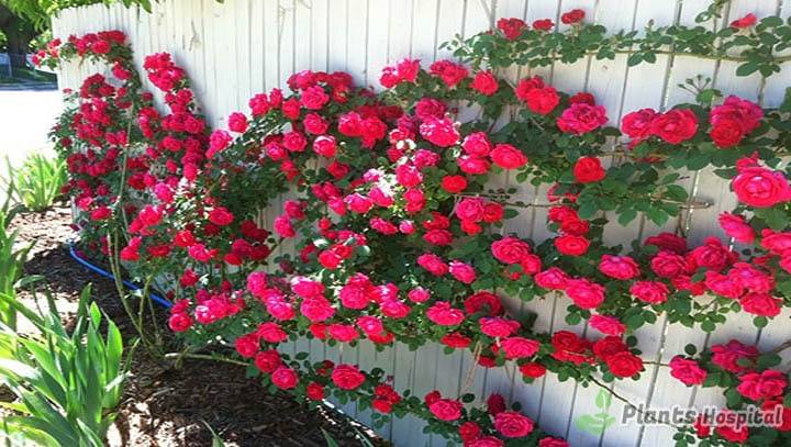 Ivy Roses Rosa Rampicanti How To Plant Grow Tips And More