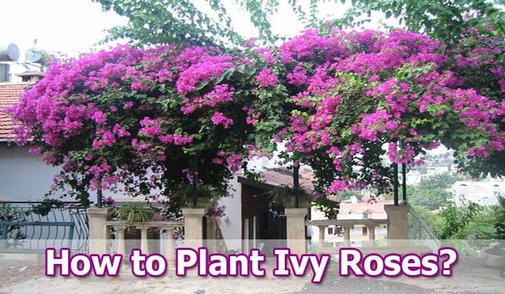 Ivy Roses Rosa Rampicanti How To Plant Grow Tips And More