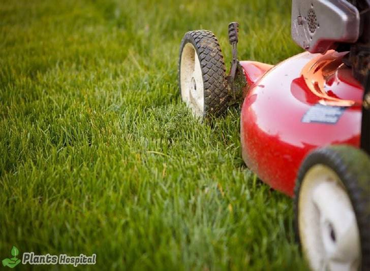 lawn-aerate-history