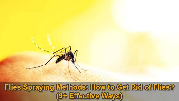 flies-spraying-methods