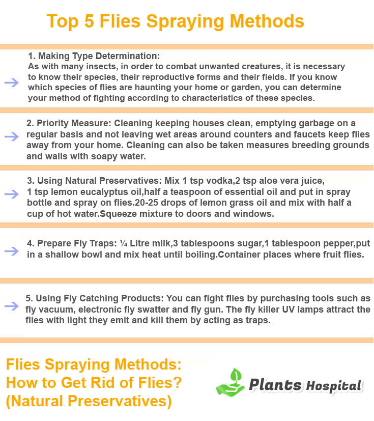 top-5-flies-spraying-methods
