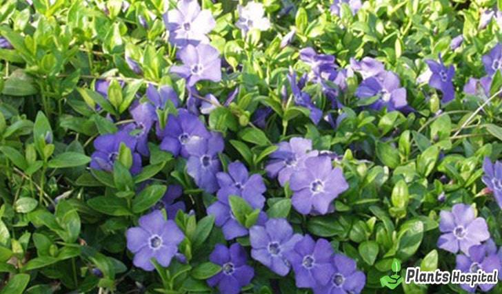 Periwinkle-benefits