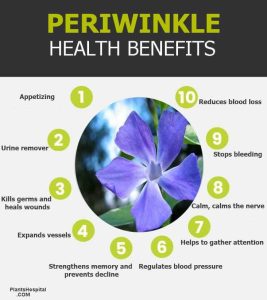 Periwinkle: 17 Wonderful Health Benefits Of Periwinkle