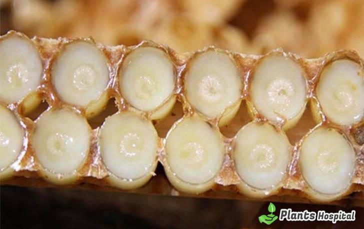 Royal-jelly-benefits