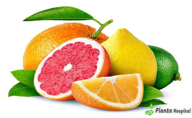 Citrus-Fruits