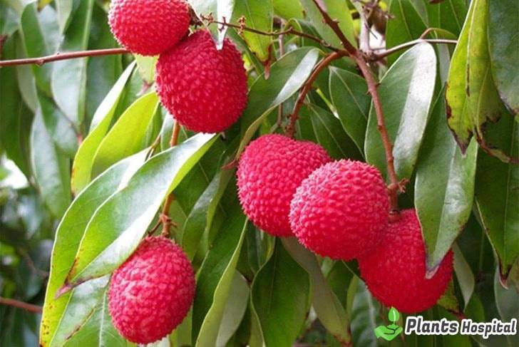 Lychee-benefits