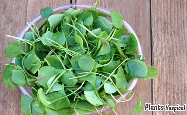 Watercress