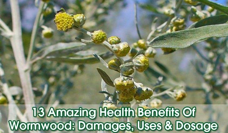 Wormwood-benefits