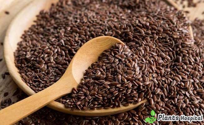 flaxseed