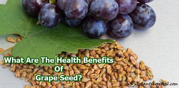grape-seed-benefits